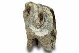 Fossil Woolly Rhino (Coelodonta) Tooth - Siberia #253967-2